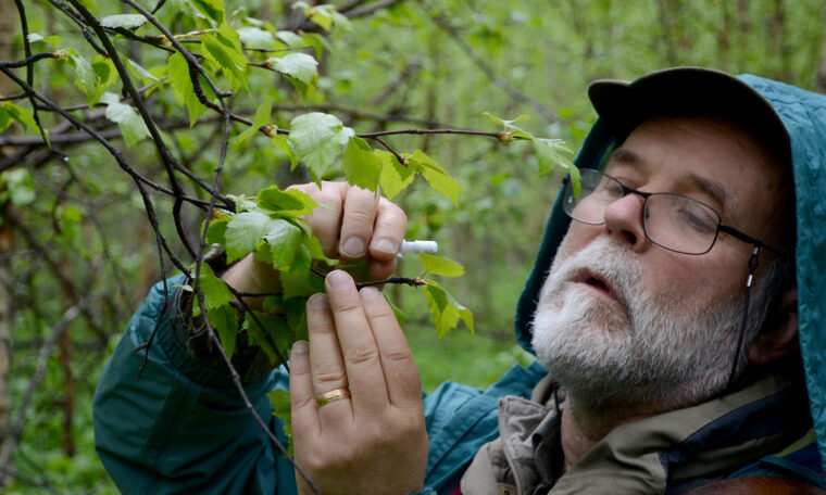 man med skägg och jacka med huva tittar noga på björkblad