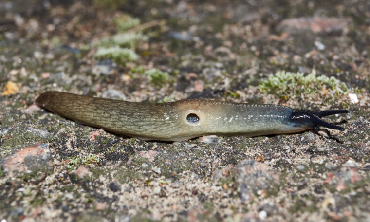 snigel på sten