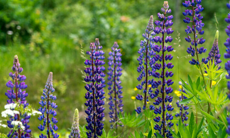 lila blomsterlupin