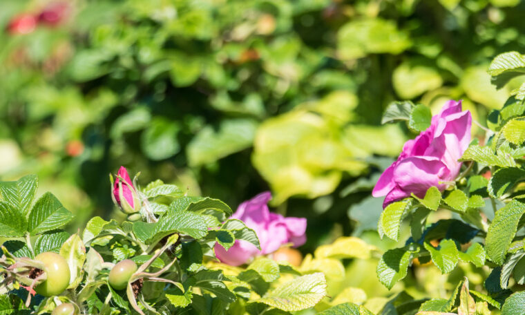 rosa blommor på grön buske, nypon