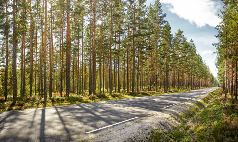 svensk tallskog