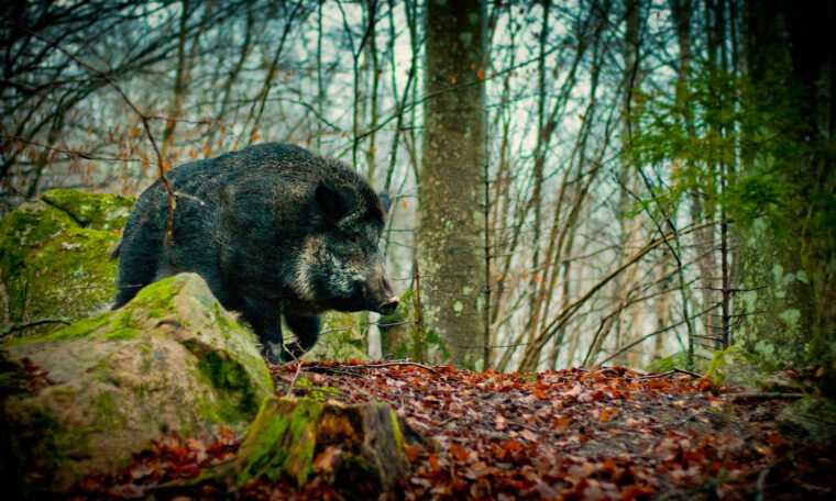 vildsvin i skog