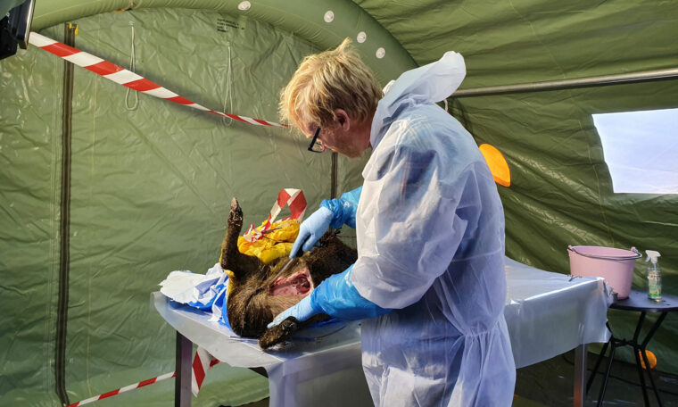 Veterinär undersöker vildsvin för afrikansk svinpest