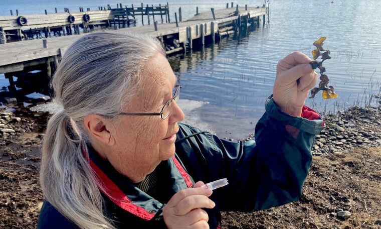 Lena Kautsky studerar blåstång på stranden
