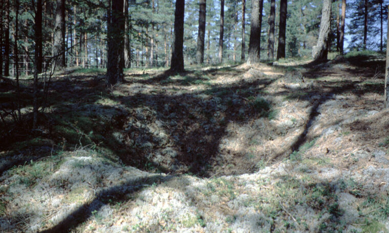 Fångstgrop i skogen