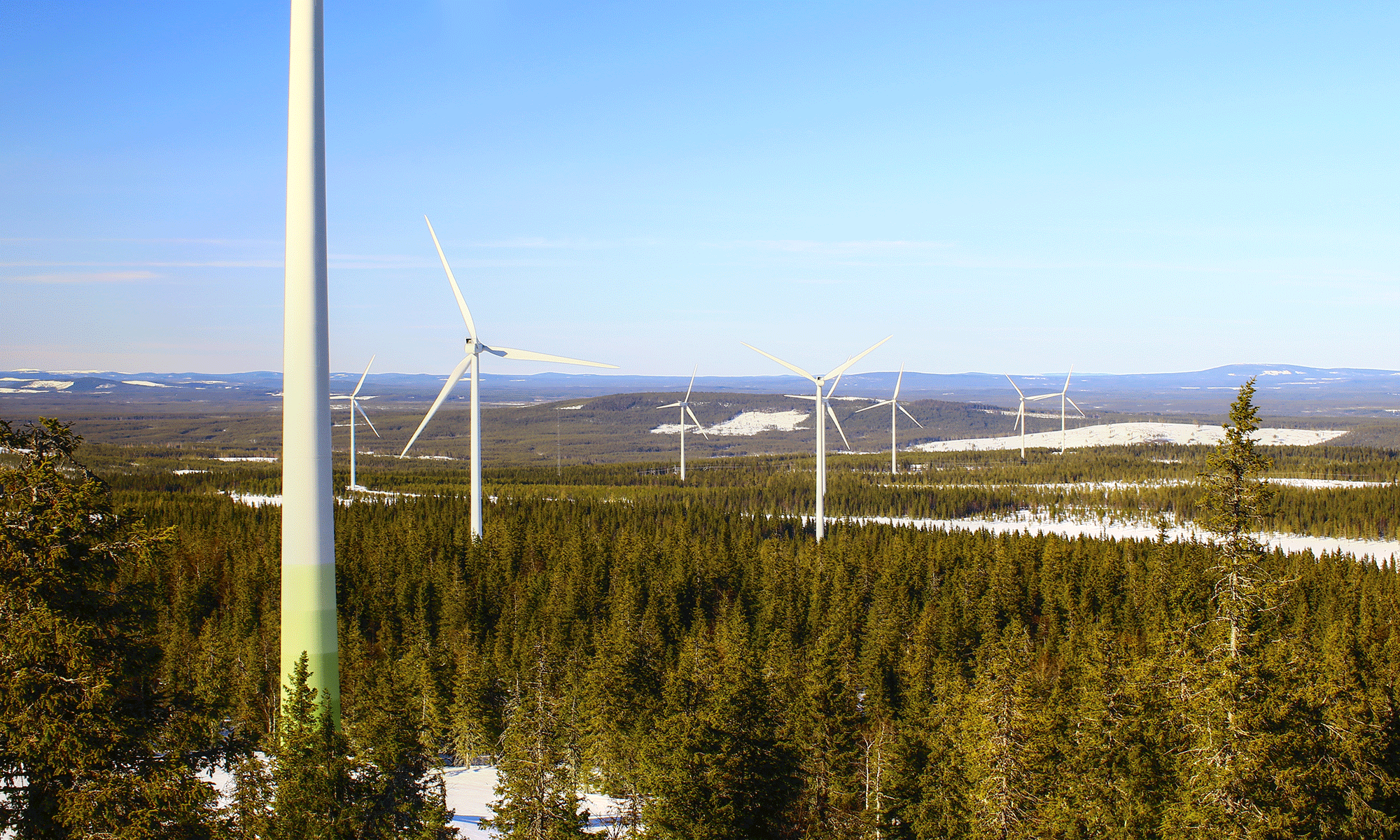 Vindkraftspark i skogsmark