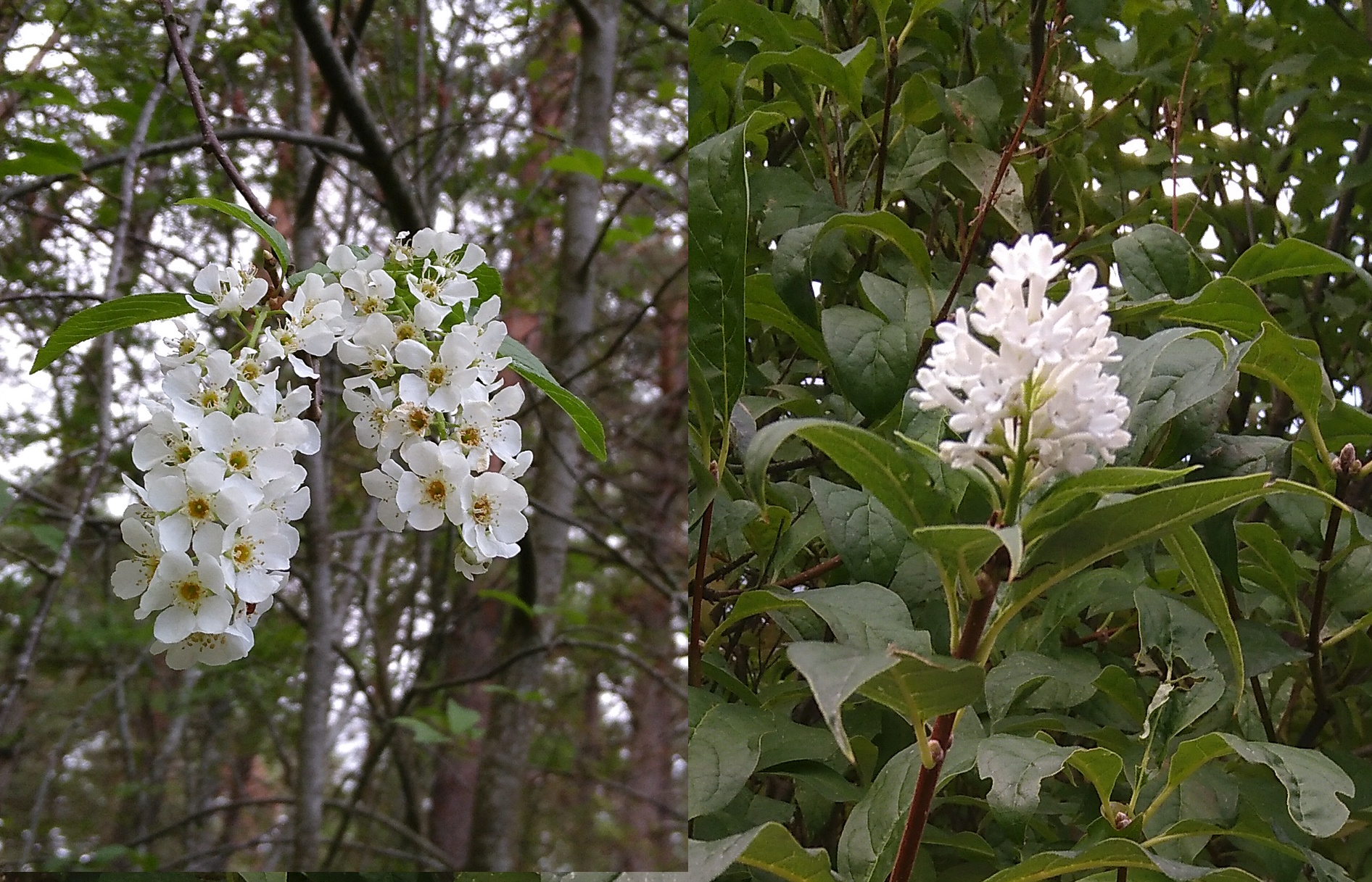 Blommor på hägg och på syren.
