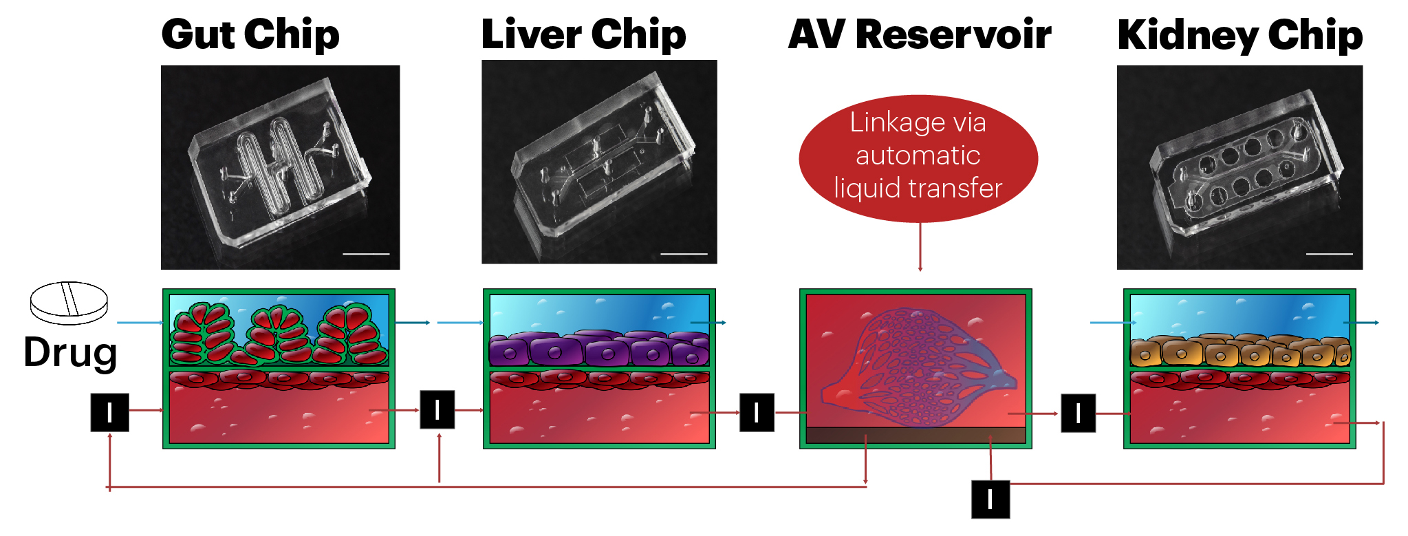 Body-on-chip