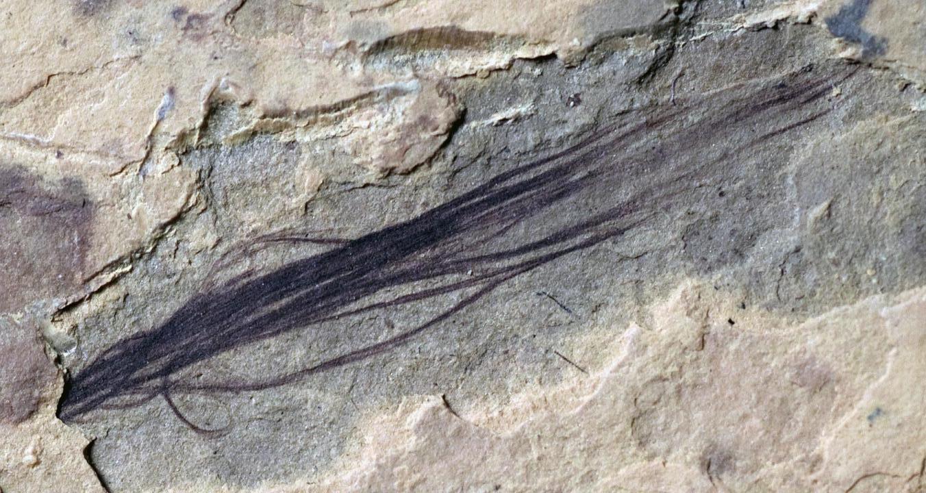 Fossil av trådig fjäder.